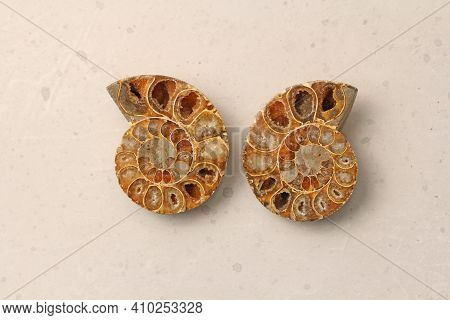 Ammonite Fossil Shell. Two Halves Of An Ancient Ammonite Lie On A Light Background. Two Halves Of A