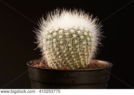 Close-up View Notocactus Scopa Albispinus In Flowerpot On Black Background