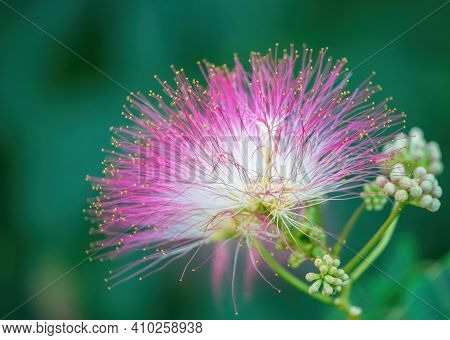 Albizia Julibrissin Or Lankaran Acacia Flower On Green Background. Selective Focus Flower Of Lankara