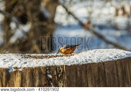 Nuthatch Woodpecker Tit Looks Up In Front Of Cereal Grains In The Snow. Tree Trunk In Winter From A 
