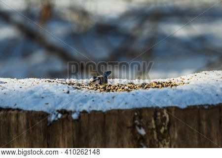 Blue Tit With Blue And Yellow Feathers On Snow-covered Tree Trunk In Winter. Bird Sits Between Grain