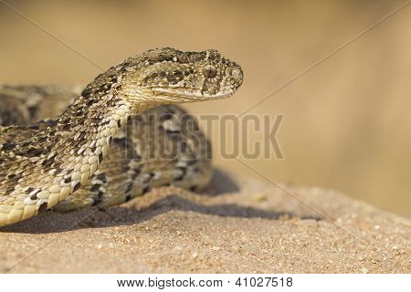Puff zmije, Jižní Afrika (bitis Arietans)