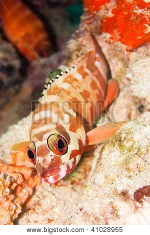 Az hawkfish a korall