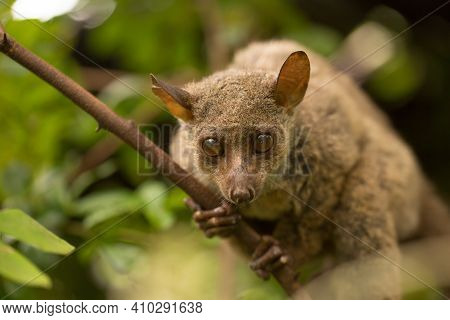 Northern Greater Galago, On A Branch During The Daytime.