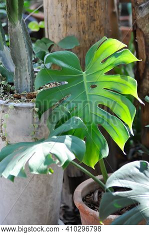Monstera, Herricane Plant Or Swiss Cheese Plant Or Window Plant