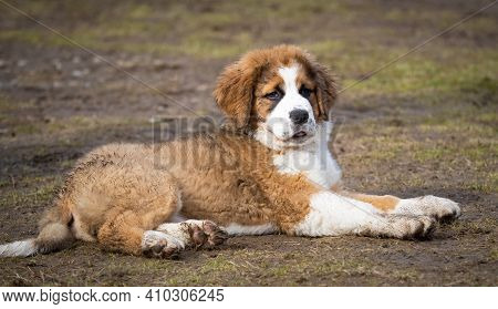 A Mucky Saint Bernese Puppy Resting After Having Fun In The Mud
