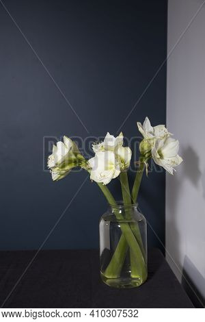 Bouquet Of White Lilies In A Tall Glass Vase On A Wooden Table Against A Dark Blue Wall. Copy Space.