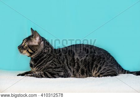 Looks To The Side In Profile. Purebred Bengal Cat, Leopard Color. Photo Of A Cat Sitting In The Stud