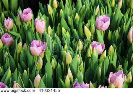 Blossoming Pink Tulips Growing In The Greenhouse. Fresh Spring Or Summer Background. Beautiful Flowe