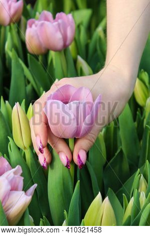 A Woman's Hand With A Beautiful Manicure Tearing Pink Tulip Growing Among Other Colors. Vertical Pho