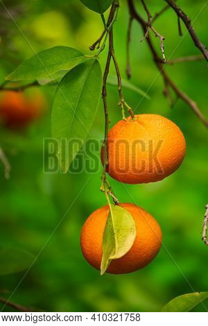 Tangerine Garden With Green Leaves And Ripe Fruits. Mandarin Orchard With Ripening Citrus Fruits. Na