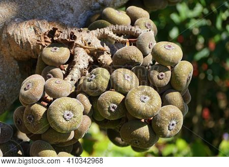 Close Up Of The Cluster Of Roxburgh Fig Fruits