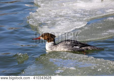 Eastern North American Bird Common Merganser, Sea Duck - Mergus Merganser, Called Goosander In Euras