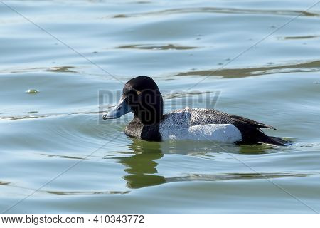 The Greater Scaup (aythya Marila) Diving Duck, Drake - Migrating Bird On Lake Michigan In Winter