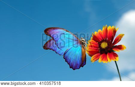 Bright Blue Morpho Butterfly On Colorful Red Flower Against A Blue Sky With Clouds. Gaillardia Flowe