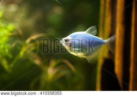 Blue Gymnocorymbus Ternetzi, Black Tetra  In A Beautiful Aquarium