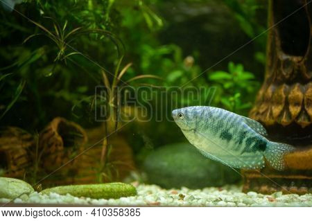 Trichogaster Trichopterus Fish In A Beautiful Aquarium