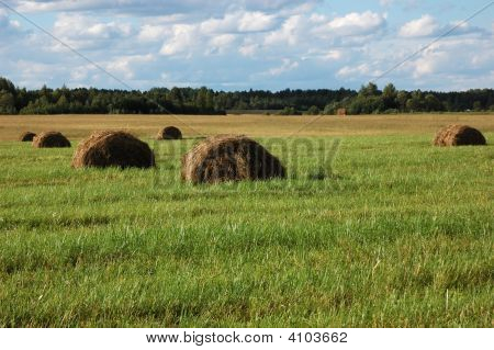 Haycock na łące