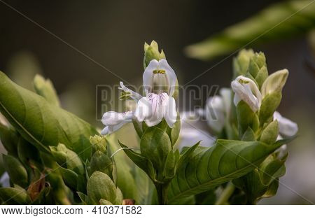 Malabar Nut Flower Or Justicia Adhatoda In Its Plant, Also Known As Adulsa Or Vasaka