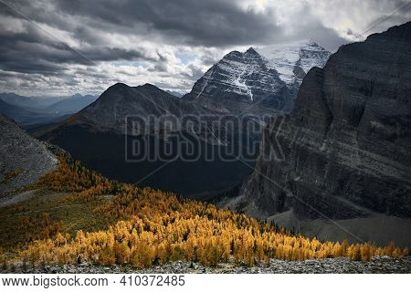 Banff National Park In Autumn. Yellow Larch Trees Forest In Mountains From Above. View From Fairview