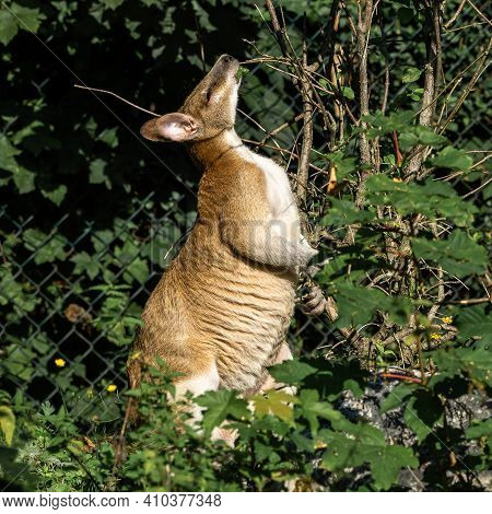 The Agile Wallaby, Macropus Agilis Also Known As The Sandy Wallaby Is A Species Of Wallaby Found In 