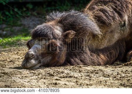 The Bactrian Camels, Camelus Bactrianus Is A Large, Even-toed Ungulate Native To The Steppes Of Cent