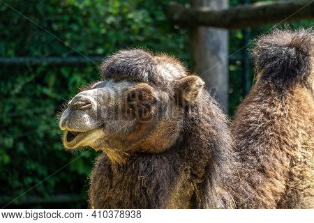 The Bactrian Camels, Camelus Bactrianus Is A Large, Even-toed Ungulate Native To The Steppes Of Cent