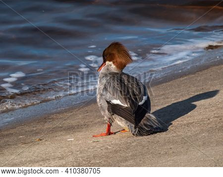 Female Of Goosander (common Merganser) Standing On The Concrete Shore Of The River Dam