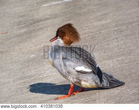 Female Of Goosander (common Merganser) (mergus Merganser) Standing On The Concrete Shore Of The Rive