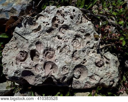 The Saulkalne Shelly Dolomite Rocks With Clearly Visible Fossils (platyschisma Kircholmiensis)