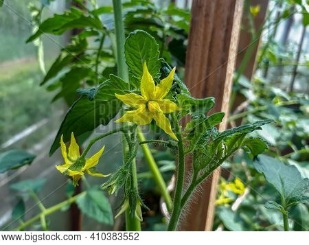 Closeup Shot Of Yellow Flower Of Tomato Plant Growing On Tomato Plant Before Beginning To Bear Fruit