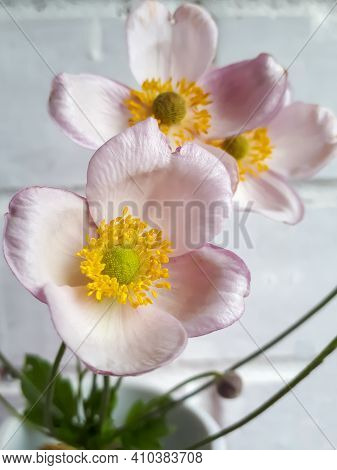 Japanese Anemone  (eriocapitella Hupehensis) Flowers With Yellow Stamens And Pink Petals With White 