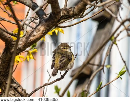 The Common Chiffchaff (phylloscopus Collybita) - Greenish-brown And Off-white Below Bird