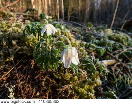 Wildflower Wood Anemone (anemone Nemorosa) Covered With Morning Icy Frost In The Morning In Forest I