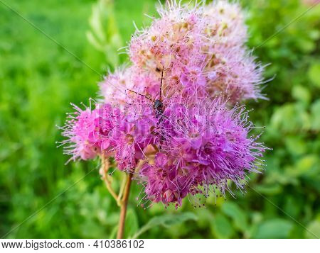 Macro Shot Of Ornamental Pink Shrub - Bridewort And Insect In It With Garden Background In Summer