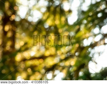 Green Bokeh Effect And Purposely Blurred View Of Sunlight Throught Green Leaves. Nature And Warm Bac