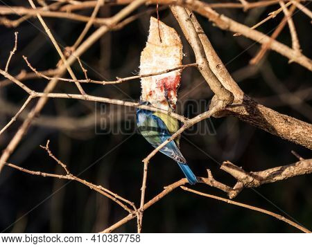 Beautiful Bird Eurasian Blue Tit Sitting And Hanging On The Piece Of Lard In A Tree
