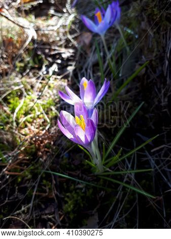 Early Spring Bright Violet Crocus Chrysanthus Flowers In Sunlight. Early Spring Flower. Vibrant Colo