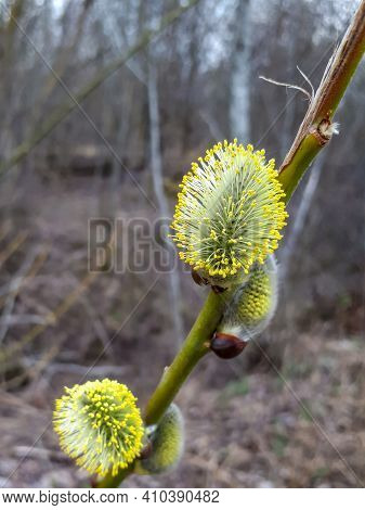 Macro Shot Of Blossoming Pussy-willow With Forest Background. The First Signs Of Spring Expressions: