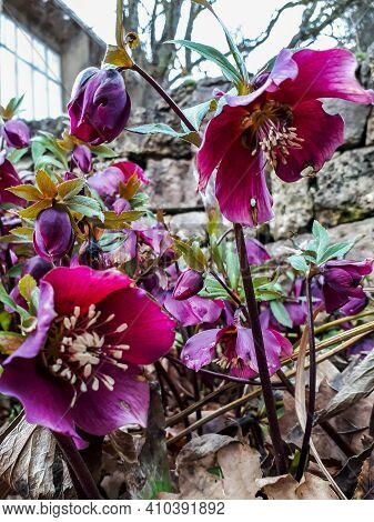 Early Spring Flower Purple Hellebore