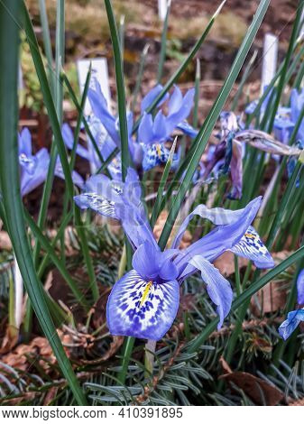 Early Spring Syrian Iris
