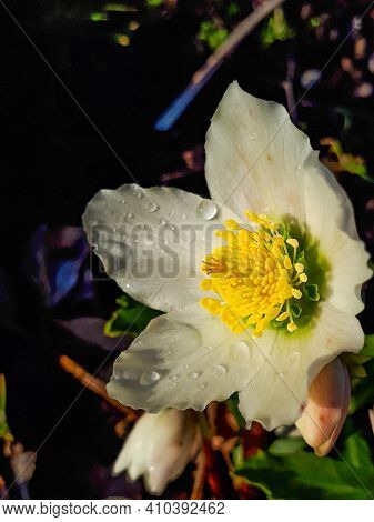 White Cristmas Roses In Early Spring Covered With Water Drops