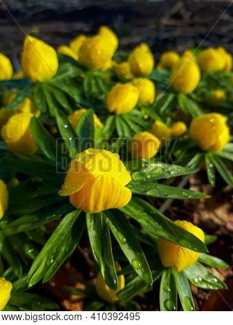 Macro Shot Of Blooming Winter Aconites In A Garden Covered With Water Drops