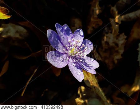 First Of The Spring Wildflowers Large Blue Hepatica  (hepatica Transsilvanica) With Water Drops In B