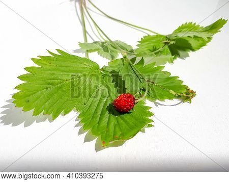 Wild Strawberry (fragaria Vesca) Plant With Fruit And Foliage Isolated Against White On Sunlight. Wh