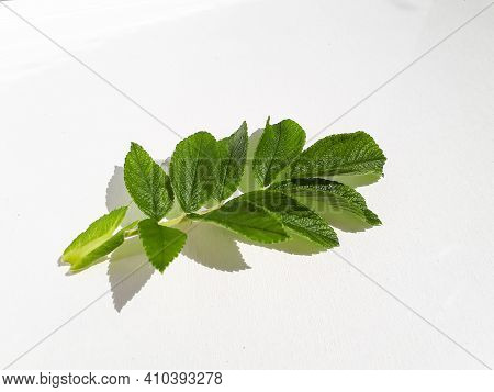 Green Leave Of Rugosa Rose Or Beach Rose (rosa Rugosa) On Sunlight Isolated On White Background