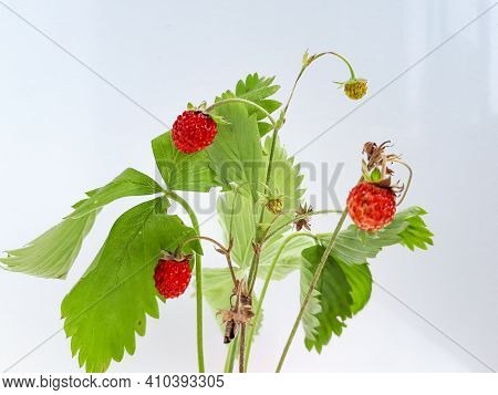 Wild Strawberry (fragaria Vesca) Plant With Fruits And Foliage Isolated Against White On Sunlight. W