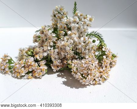 White Yarrow Flowers (achillea Millefolium) On White Background In Sunlight.