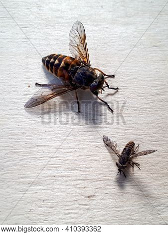 Close Up Shot Of Pale Giant Horse Fly And Common Horse Fly