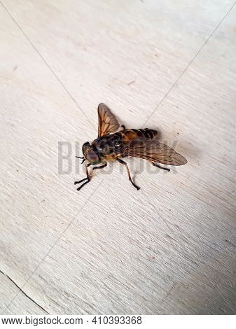 Macro Shot Of Pale Giant Horse Fly On Wood